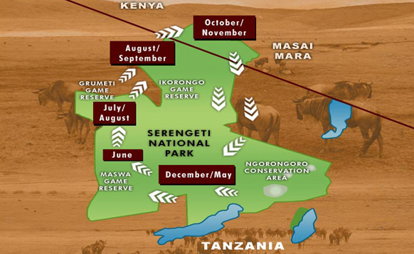 Почему все едут сафарить в Кению, а не Танзанию?